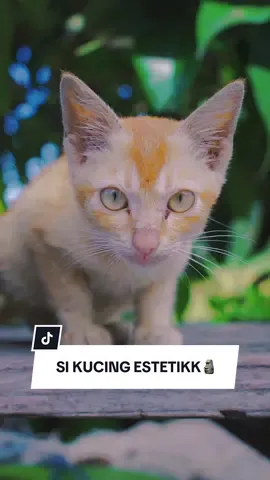 😻: DEMI WISHKAS AKU UPAYAKAN ESTETIK INI 🗿 Komen nama kucing kesayangan kalian👇🏻  #fypシ #catlover #kucinglucu #aesthetic #videography 