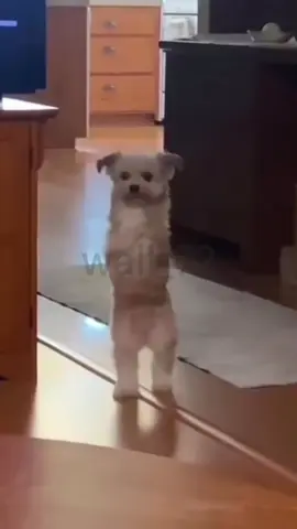 always healthy, good child 🥰 #dog #doggielife #Love #cute #sad #animal #animallife #fyp #viral 