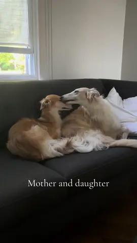 #silkenwindhound #sighthound #motherhood 