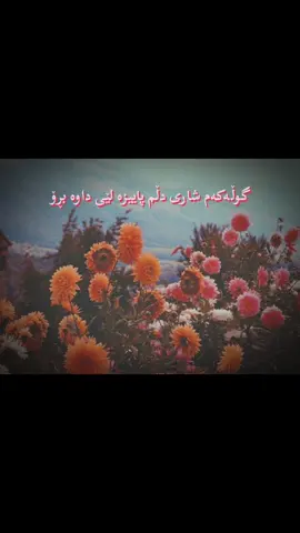 Hassan darzi 🧡 گوڵەکەم شاری دڵم پاییزە لێی داوە بڕۆ تۆ گەشی هەڵ دەپڕوکێی مەیە ئەو ناوە بڕۆ بولبولی بێ کەسی دەم پڕ لە هەرا جواب کە بڵێ تۆ دەبێ هەر قەفەسی بی بە شەوە بڕاوە بڕۆ #hasandarzi  #kurdishsong #kurdistan #viral #fyp #حەسەن_دەرزی 