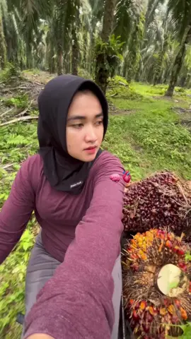 #kulisawit #petanisawit #panensawit #fyp #fypシ #fypage #trend 