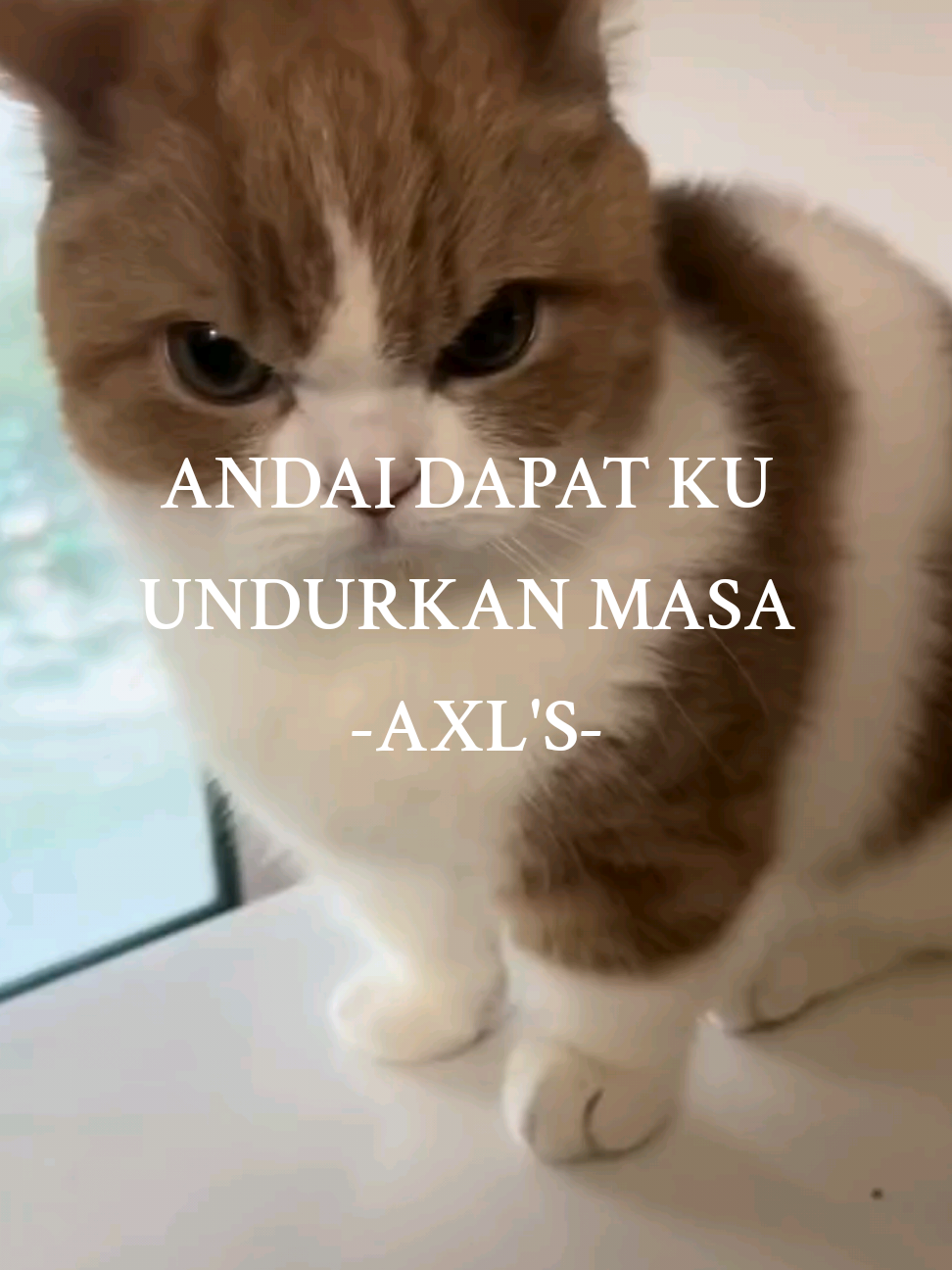 tak tau nk tulis caption ape #catmeme #dailylife #dailylifememe #cat #lyrics  #kucing #kucingtiktok #fyp #jiwang #axl 's #andaidapatkuundurkanmasa 