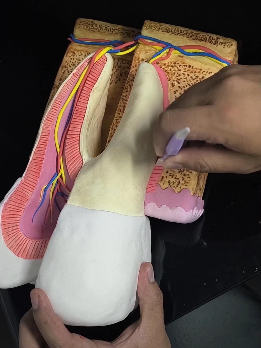 Estructura dental 