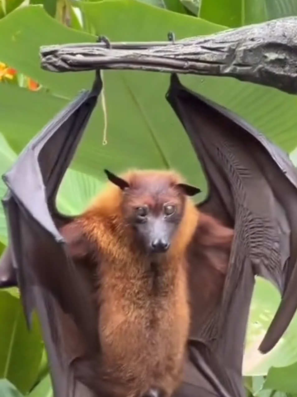 🦇Magic move of bat 🦇  #fyp #funnytiktok #video #furyou #fyp #bat #🦇 