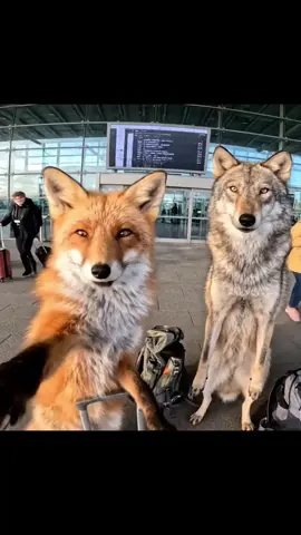 🦊🐺 Weltreise, Tag 1 – und direkt Chaos, Champagner und ein „Service Animal“-Kommentar beim Check-in. 😅 Wir sind Finja & Jaro – ein Fuchs, ein Wolf, zwei Rucksäcke und null Ahnung, wie man Flughäfen richtig benutzt. Mit dem Weltreise-Ticket von REISS AUS geht’s jetzt einmal um den Globus! 🎥 Komm mit, wenn wir uns durch Sicherheitskontrollen schlängeln, unsere Drohne wieder aus dem Baum holen und im Dschungel neue Freunde kennenlernen.  #ReissAus #WeltreiseVlog #FinjaUndJaro #weltreise@REISS AUS Weltreiseagentur 
