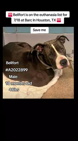 🆘 On the euthanasia list Friday 7/18🆘   ⏰Bellfort must have a hold no 𝗹𝗮𝘁𝗲𝗿 𝘁𝗵𝗮𝗻 1pm or she will lose her life.🥺 We need pledges and a local foster for a rescue to help.💰🏡 🚩Please do not honor pledges until the post has been updated with rescue information and a freedom picture. Please reach out with any questions or concerns 💙🐶 Bellfort #A2022899  7/11 stray︱staffie mix︱male︱10mo ︱HW-︱48.4lbs ✨Came in with Scott #A2022898  (also on list) and #A2022900 -EDGAR 💜 𝗩𝗼𝗹𝘂𝗻𝘁𝗲𝗲𝗿 𝗡𝗼𝘁𝗲𝘀: Bellfort is the king of the frowns face, but this boy is anything but sad. He currently is in the eval building until his stray hold is up, but once he gets to adoptions if he doesn’t get adopted that would be shocking to me. This boy is the sweetest pup in the world. He was waiting quietly in his kennel, slowly got up when I saw him, and he didn’t want to come out. He’s only been at BARC for 48 hours and it’s a scary place, I don’t blame him. So I happily carried him outside and I’m glad I did because he’s such a lover! I sat on the ground with him and he gave me so many kisses. He loved treats and knows sit. He did amazing on his temp test meeting another make and female dog. He’s not jumpy or anything, but was very comfortable and confident. I hope this boy is adopted soon and gets more confidence because he’s fantastic  📝shelter notes: none 🚑𝗠𝗲𝗱𝗶𝗰𝗮𝗹 𝗡𝗼𝘁𝗲𝘀: Limping on left front leg, Left front axilla has a draining wound. 🔹intake: 3 Juvenile puppies with wounds they bark as they are timid but they warm up to you, they are more keen of Women than men as a female bystander helped with impoundment. 🔸Plea: We’re reaching out with an urgent plea for three bonded, gray and white male Staffordshire mixes who were brought in together as strays after being abandoned. Two of these sweet boys arrived with wounds, while the third is thankfully in good physical condition. All three are a bit shy at first and may bark, but they warm up beautifully with a little patience and seem more comfortable with women than men. Given their injuries and the fact, they are a bonded trio, we’re desperately hoping to find a rescue that can take them in, provide the necessary medical care, and offer them the stable, loving environment they so clearly deserve. Please let us know if you can help them. Attached is their kennel cards and animal history. Medical notes below. 📌 Please contact BARC if you are local and can help! Neither BARC nor the page can assist out of state adoption or foster offers. We are NOT the shelter. 💌 𝗔𝗹𝗹 𝗵𝗼𝗹𝗱𝘀 𝗠𝗨𝗦𝗧 𝗯𝗲 𝗶𝗻 𝘄𝗿𝗶𝘁𝗶𝗻𝗴, 𝘀𝗼 𝗽𝗹𝗲𝗮𝘀𝗲 𝗱𝗼 𝗻𝗼𝘁 𝗖𝗮𝗹𝗹. 𝗜𝗳 𝗟𝗼𝗰𝗮𝗹 𝗮𝗻𝗱 𝗶𝗻𝘁𝗲𝗿𝗲𝘀𝘁𝗲𝗱 𝗶𝗻 𝗙𝗼𝘀𝘁𝗲𝗿𝗶𝗻𝗴 𝗼𝗿 𝗔𝗱𝗼𝗽𝘁𝗶𝗼𝗻, 𝗲𝗺𝗮𝗶𝗹 𝗮𝗹𝗹 𝗯𝗲𝗹𝗼𝘄:  barcfoster@houstontx.gov barcadoptions@houstontx.gov BARC.Aid@houstontx.gov 𝐏𝐥𝐞𝐚𝐬𝐞 𝐮𝐬𝐞 𝐭𝐡𝐞 𝐚𝐧𝐢𝗺𝐚𝐥’𝐬 𝐬𝐞𝐯𝐞𝐧 𝐝𝐢𝐠𝐢𝐭 𝐈𝐃 𝐧𝐮𝗺𝐛𝐞𝐫 𝐰𝐡𝐞𝐧 𝐜𝗼𝐧𝐭𝐚𝐜𝐭𝐢𝐧𝐠 𝐭𝐡𝐞 𝐬𝐡𝐞𝐥𝐭𝐞𝐫. 📍BARC Animal Shelter  3200 Carr St Houston, TX 77026 www.houstontx.gov #adopt #foster #rescue #adoptdontshop #foryoupagе #savealife #fosteringsaveslives #urgentshelterdogs 