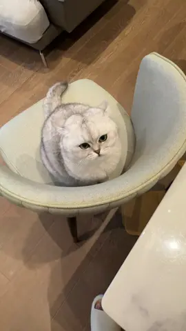 พ่อเสือน้อย😂🐯 / Little tiger. #catsoftiktok #cutecat #บริติชช็อตแฮร์ #ทาสแมว #แมวน่ารัก #แมวตลก #funnycat #britishshorthaircat #dancingcat