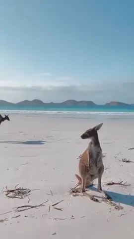#animals #Running #desert #snake #giraffe #mustwatch #viral 