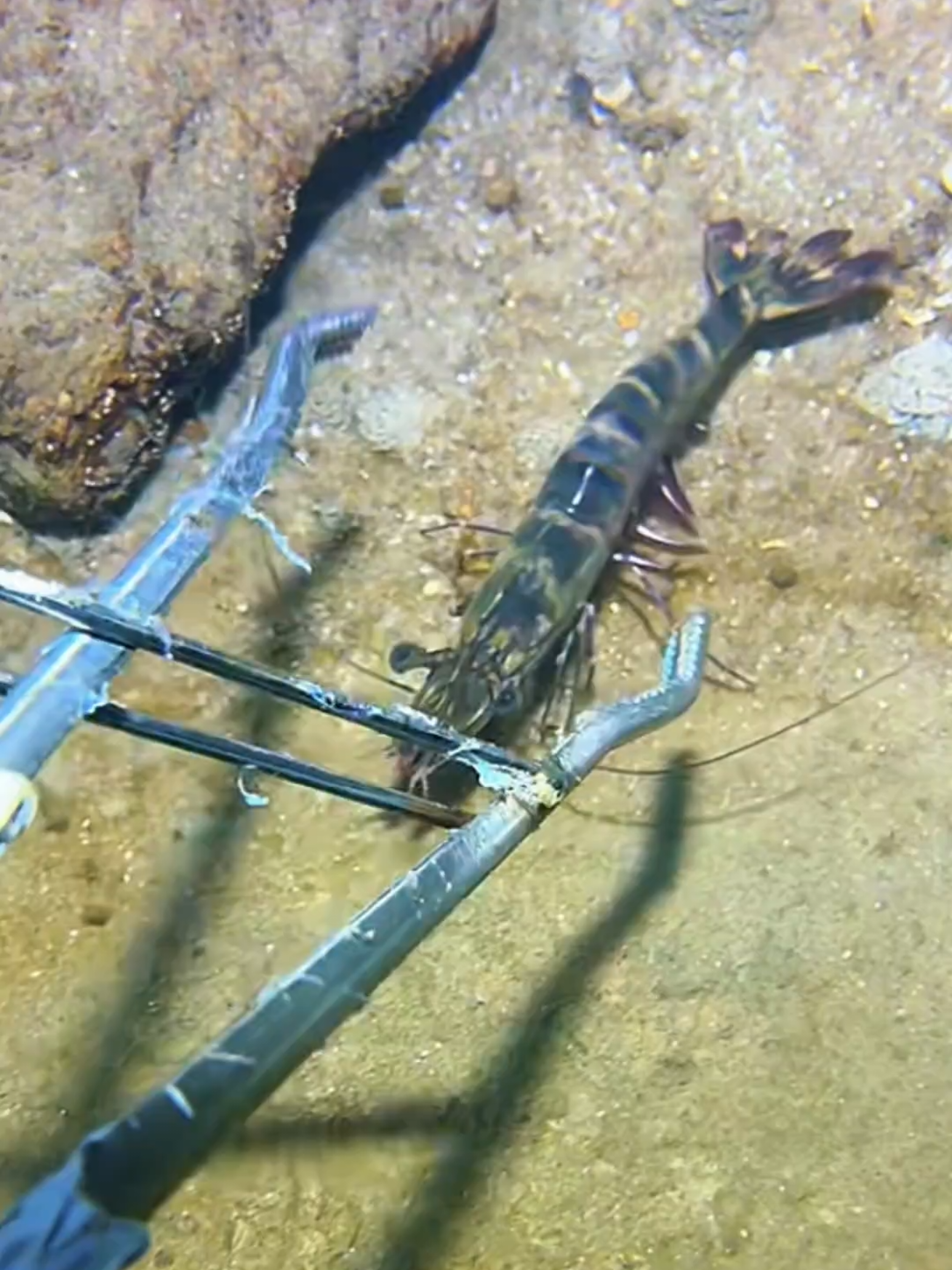 #diving #crab #catchthesea #seaside #seafood #fish #eel #lobster #seangsolofishing 