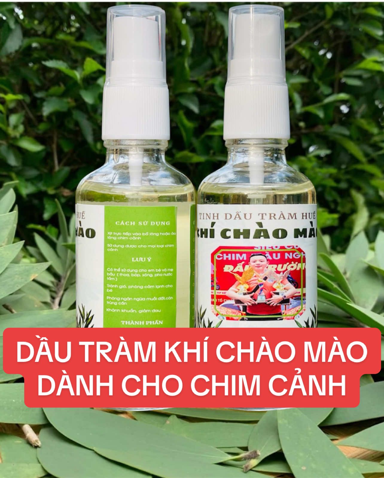 Dầu tràm KHÍ CHÀO MÀO dành cho chim cảnh 🦅 #khichaomao #dautramkhichaomao #tinhdautramkhichaomao #dautramchochim #dautram #dautramchochimcanh 