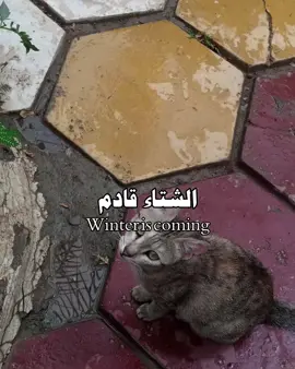 الشتاء قادم ❄️ #fyp #winter#game_of_thrones #foryou 