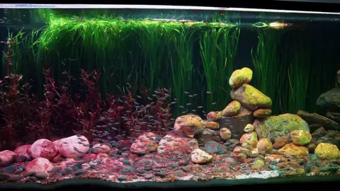 10 con k đẹp thì mình chơi 100 con #thuysinh #thuysinhgreen #nature #aquascaper #aquarium  #neontetra 