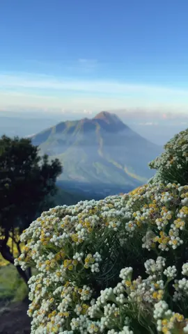 Thank you for the beauty✨ #edlweiss #gunungmerbabu 