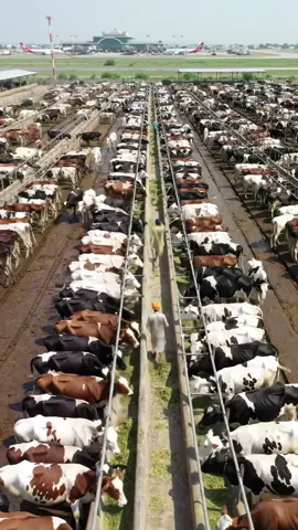 Cow enjoy in laxury cars attitude and Modren farm attitude  #PaidPartnership #cooldairyfarm #foryou #BMW #desifarmking #toyota #Toyotahilux #luxuryfarmlife #ModernAgriUSA #CowsOfGermany #Tips for Live Studio #LuxuryFarmFrance #AnimalCareUK #foryou #goryoupage 