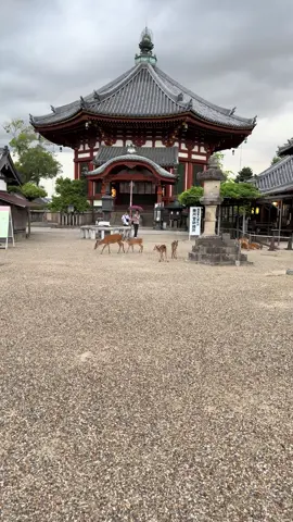 Wow! Adorable Deer & Beautiful Nature in Nara Park 🌸🦌 #japantravel #narapark #japan 