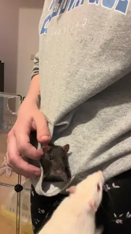 “I don’t want to share and I don’t care!” - Tilly, probably #petrat #rat #ratsoftiktok #ratlover #funnypets #pets #hoodie 