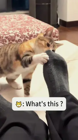 Try not to laugh 😂😂😂 #funny #animals #funnypets #funnyanimals #catsoftiktok #funnytiktok #cat #haha #dog #pet #funnyvideos 