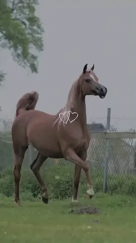 ##صهيل_الخيل_ عشق_الخيل_ادمان #خيل #خيل_وخياله🐎 #خيل_عربي_أصيل #حصان_عربي_أصيل #خيل #تصميم #خيل_فخمه #مهره #شعر #قصيد #ستوريات #تصميم#قوالب_كاب_كات #تصميمي #كاب_كات #hores #viral