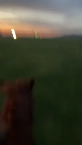 #saveahorserideacowboy 