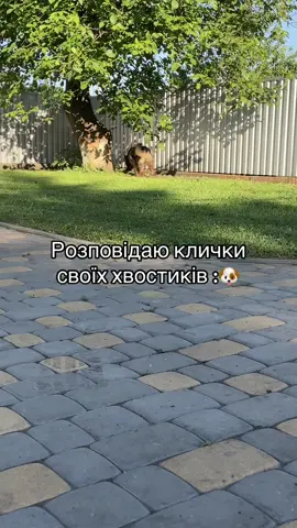 А як звати ваших хвостиків?🐶❤️🥰#рекомендації #dog #життя #літо2025 #❤️❤️❤️ 