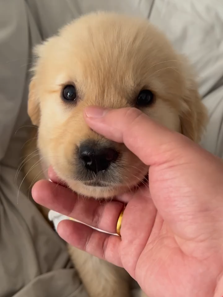 Just Pure Golden Puppy Affection 🐾❤ #dognation #dogstory #dogsoftiktok #goldenretrieversoftiktok #cutegoldenretriever #dogsoftiktokviral #pets