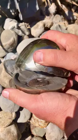 We found a Jurassic Age limestone rock and opened it, in the search for more fossils! 🤯 Take a look and see if anything was inside! 🏝️ You win some, you lose some! 🌅🦕🏝 Thanks for supporting our page! 🐊 #natural #nature #fossil #fossils #ancient #animals #art #ammonite #ammonites #dinosaur #scientist  #minerals #paleontology #whitby #geologist #dorset #geology #charmouth #jurassic #yorkshire #fyp
