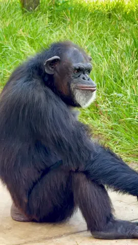 Katrina wondering when it will be the weekend??? Happy Friday from Save the Chimps! ##friday##weekend##chimpanzee