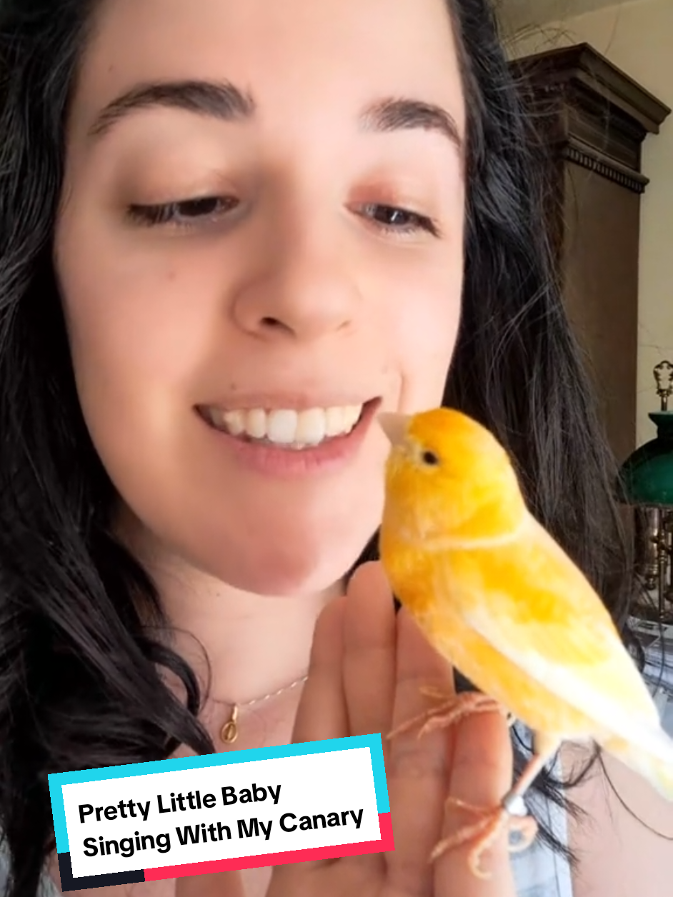 Pretty Little Baby with my canary Un assolo che diventa duetto... Thank you, Connie Francis❤️ #prettylittlebaby #conniefrancis #singingchallenge #canary #canarysinging #italiansinger #soprano #oldsong #viralsong #creatorsearchinsights 