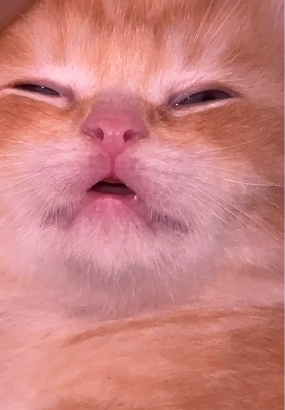 ฟันน้อยๆ คิดว่านอนเล่นเปล่าหลับ5555🥰💖🐈#ทาสแมว #มีลูกเป็นแมว #ครอบครัวตระกูลไข่🐣 #แมวน่ารัก #ไข่เจียว🐣 #แมวเด็ก 