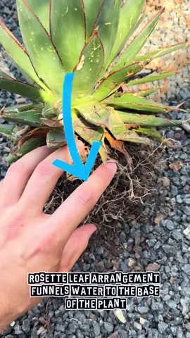 Agave shoots direct water to the agave roots! The rosette leaf arrangement funnels the water towards the center of the plant down towards the roots. 