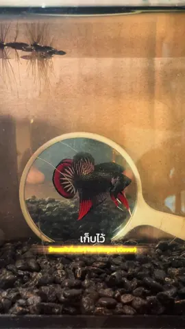 ใต้นาควงแดง😍