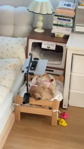 让人羡慕的生活