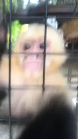 Mad A$$ Monkey 🤣 #jet2 #relatable #fy #funny 