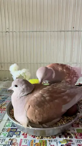 My favorite couple :3 #doves 