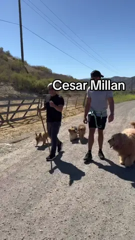 What a cool experience to have a pack walk with @Cesar Millan and be able to pick his brain! #DogTraining #dogdad #goldendoodle 