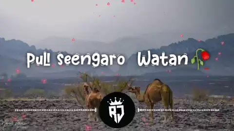 pull singaro | New Balochi sonG 2025 |#balochistan #plzunfreezemyaccout🙏 #plz #unfreezemyacount #dontunderreviewmyvideo #balochisong #fyp #foryou 
