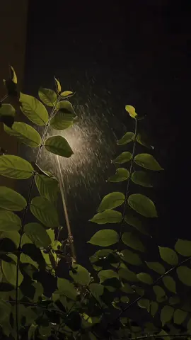 Barish ke aik bond 💦💧#foryoupage❤️❤️ #deep #lines #goviral #fyp #fyy #unfreezemyacount 