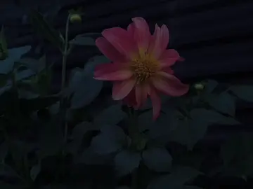 #fypシ #fypviral #CapCut #kesfetbeniöneçıkart #flower 