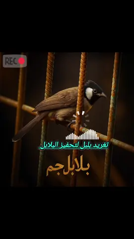 تغريد بلبل لتحفيز البلابل #بلابل_ابيض_الخدين #بلابل_العراقيه 