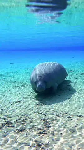 Manatee comes to check out my shoes!  I have visited this same manatee for many years! I recognize the distinctive dent on the top of the head. Every yeah we meet in the springs and is extremely friendly and curious!  But it is important to give them space and never touch them!  #manatee #manatees #florida #manateeseason #floridawildlife #freahwater #fl #wildlife #underwear 