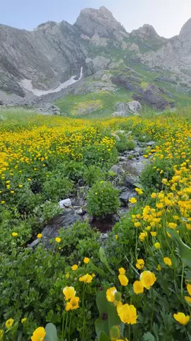 Zozanên Horgedımê⛰️🌷🍄❤️#hakkari #doğa #nature #rahmiiyinc 