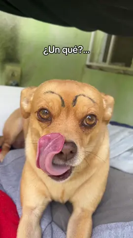 Dame un… 🫦 #dameungrrr #potaxies🥑 #perros #fyp #paratiiiiiiiiiiiiiiiiiiiiiiiiiiiiiii #foryoupage❤️❤️ 