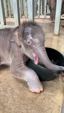 Baby’s first bath time 🥹😍 Zerk splashed and played in a mini bath for the first time and it might be the cutest thing you’ve seen all day! Bath time for our elephants is crucial to their health as it’s one way we monitor our elephants for EEHV, a deadly virus for elephant calves. Bath time allows our caretakers to see that Zerk is able to move around as normal plus some adorable fun 💚 📷: Caretaker Alena #okczoo #babyelephant #bathtime #enrichment #healthcare #welfare #animals #conservation #elephant 