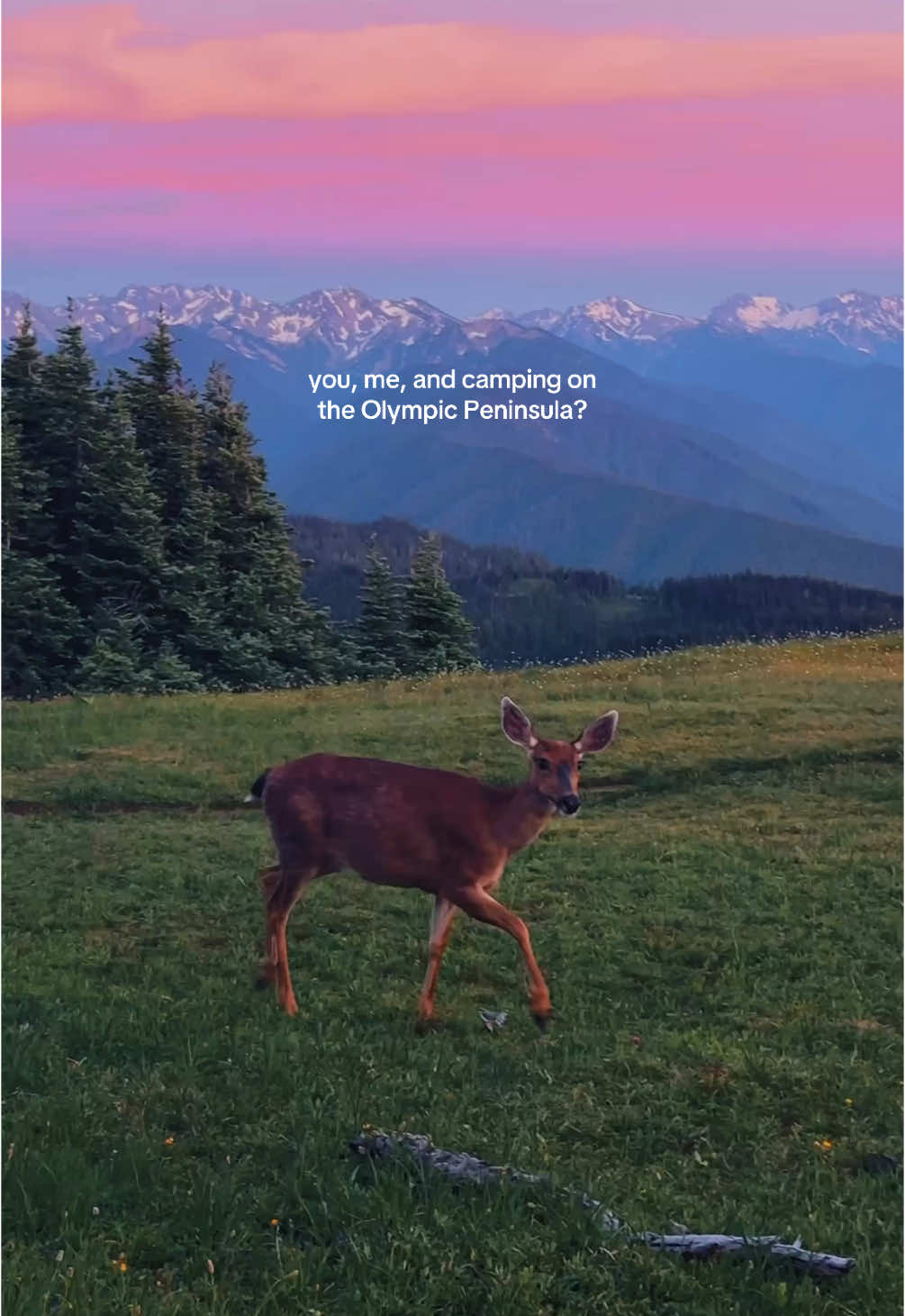 let’s escape to the Washington coast 🌊⛺️ #Summer #carcamping #naturetherapy #pnw #fog #Hiking #optoutside #naturewalk #ocean #forestbathing #olympicpeninsula #sunset #washington #forest #olympicnationalpark