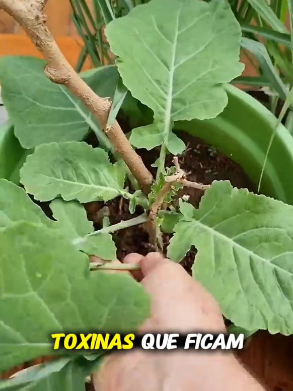6 Sucos Naturais para Gordura no Fígado