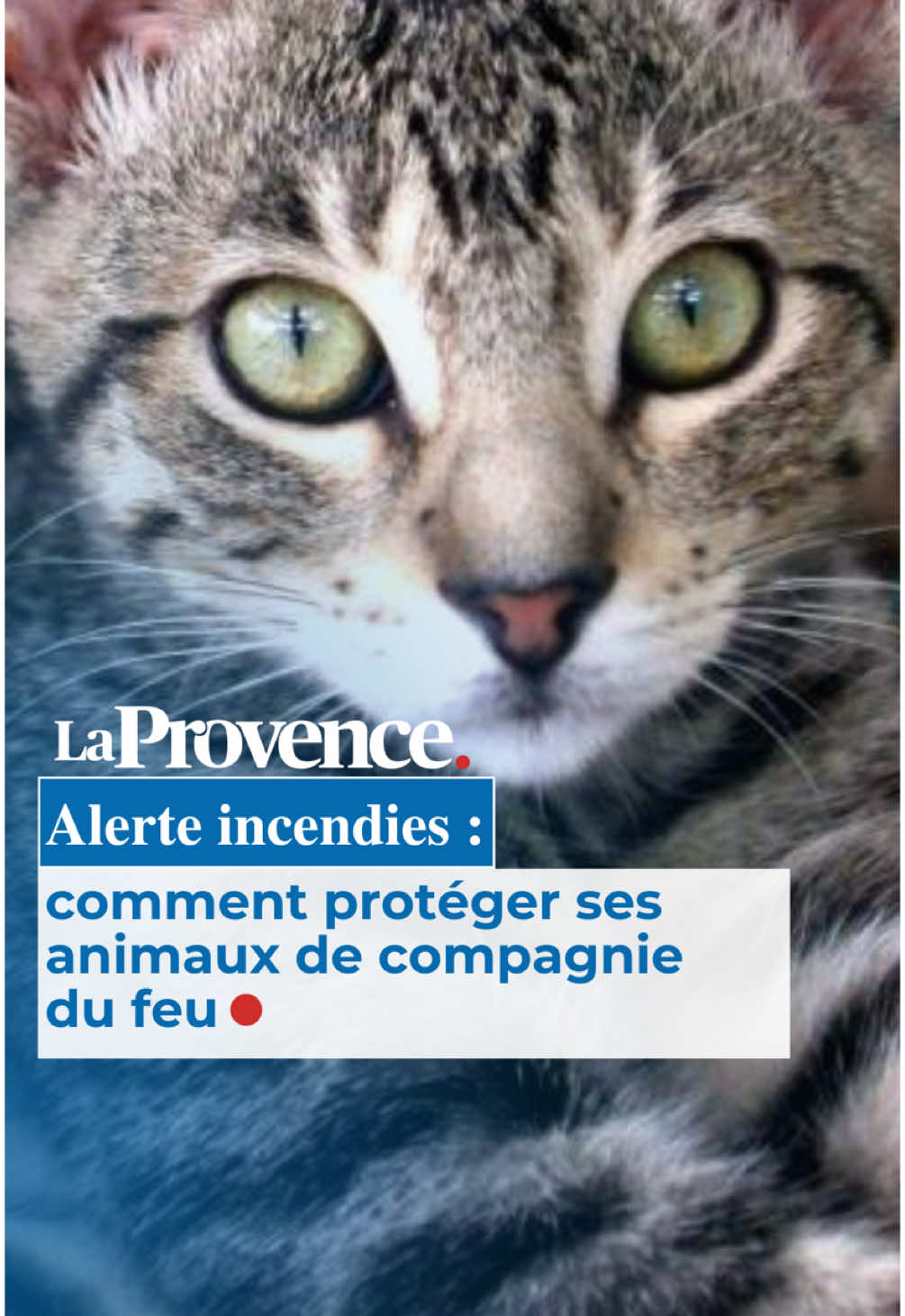 🔴 Lorsqu'un incendie survient et que votre logement est menacé, l'angoisse peut rapidement prendre le pas. Et, pour les propriétaires d'animaux, la sécurité de leur compagnon ajoute du stress. Il existe cependant des conseils pour se préparer et éviter, si possible, le pire #Prevention #Incendie #animaux 