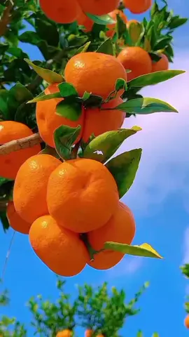 الرحمن
