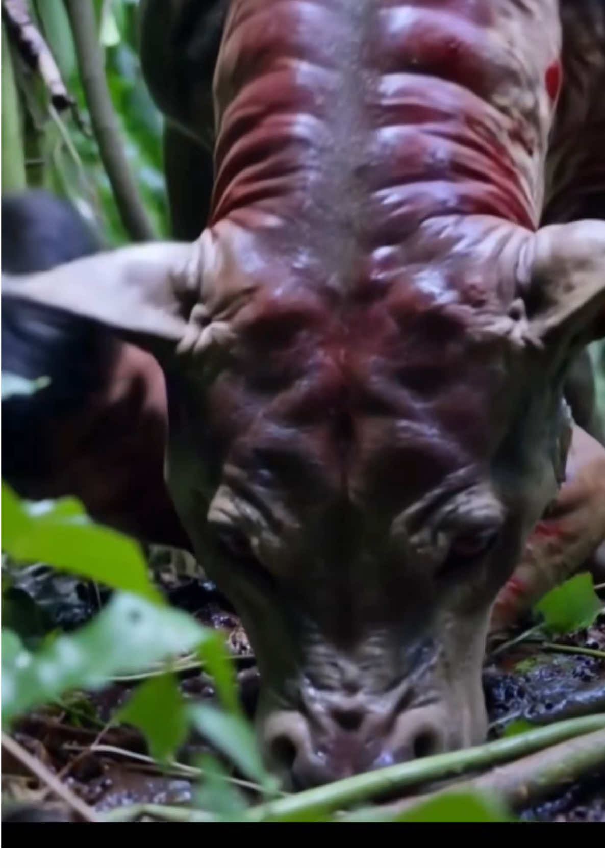 AI Ricky Series into the Jungle #AICinematic #AIVideo #JungleAI #AI 