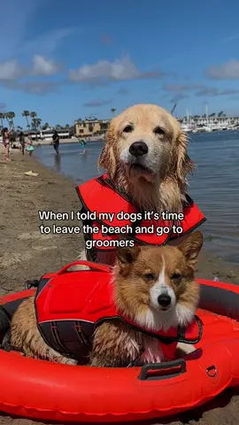 Maui: 😕😕😕#goldenretriever #corgi #beachdogs 