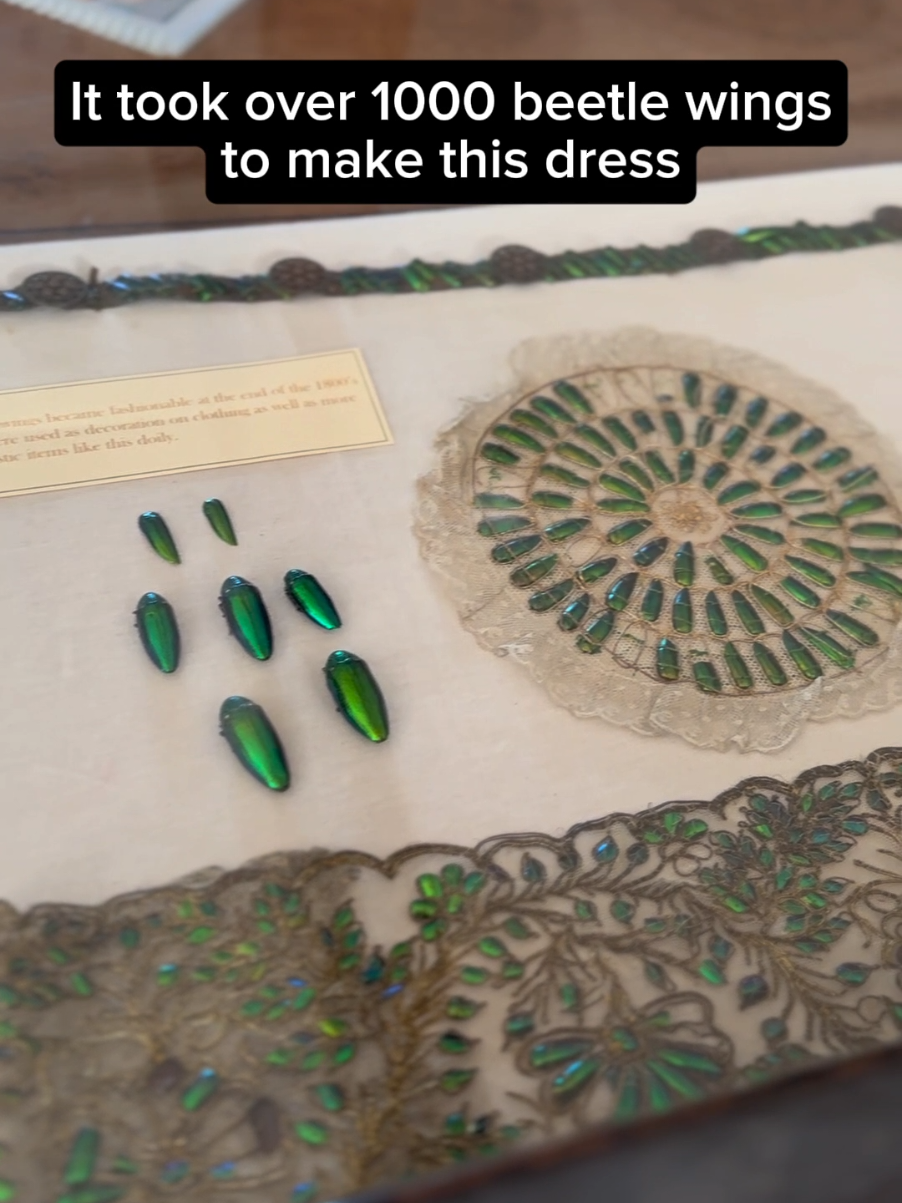 Ellen Terry: Power, Passion and a Thousand Wings 🪲🪲🪲🪲🪲 Ellen Terry wasn’t just an acting legend… she was a visual spectacle. In December 1888 she stunned audiences as Lady Macbeth at London’s Lyceum Theatre, wearing her now iconic emerald green beetle wing dress, designed by Alice Comyns Carr and crocheted by Ada Nettleship. The gown was more than just beautiful. It was intentional theatre. With around 1,000 jewel beetle wing cases shimmering like serpent scales, the dress caught the gaslight and candlelight, creating an almost supernatural effect as she moved across the stage, perfect for Shakespeare’s most chilling queen. This masterpiece was so unforgettable it was immortalised in John Singer Sargent’s famous 1889 portrait, where Ellen strikes her dramatic power pose as Lady Macbeth, crown in hand and eyes ablaze. But why were the Victorians so fascinated with stitching dead beetles into their clothes? In the 19th century beetle elytra embroidery became a fashionable craze: exotic, iridescent, and a little macabre. Thousands of wings from metallic green jewel beetles were imported from India and painstakingly sewn onto gowns to create dazzling patterns. It spoke to the era’s fascination with nature, exoticism, and a touch of drama — just like Ellen herself. And just like Lady Macbeth, Ellen understood how to command desire. She was known for her many lovers, as bold in love as she was on stage. Have you ever seen a dress like this up close? #EllenTerry #BeetleWingDress #LadyMacbeth #VictorianFashion #TheatreRoyalty #HistoricCostume #Biomimicry #FashionHistory #SmallhythePlace #NationalTrust